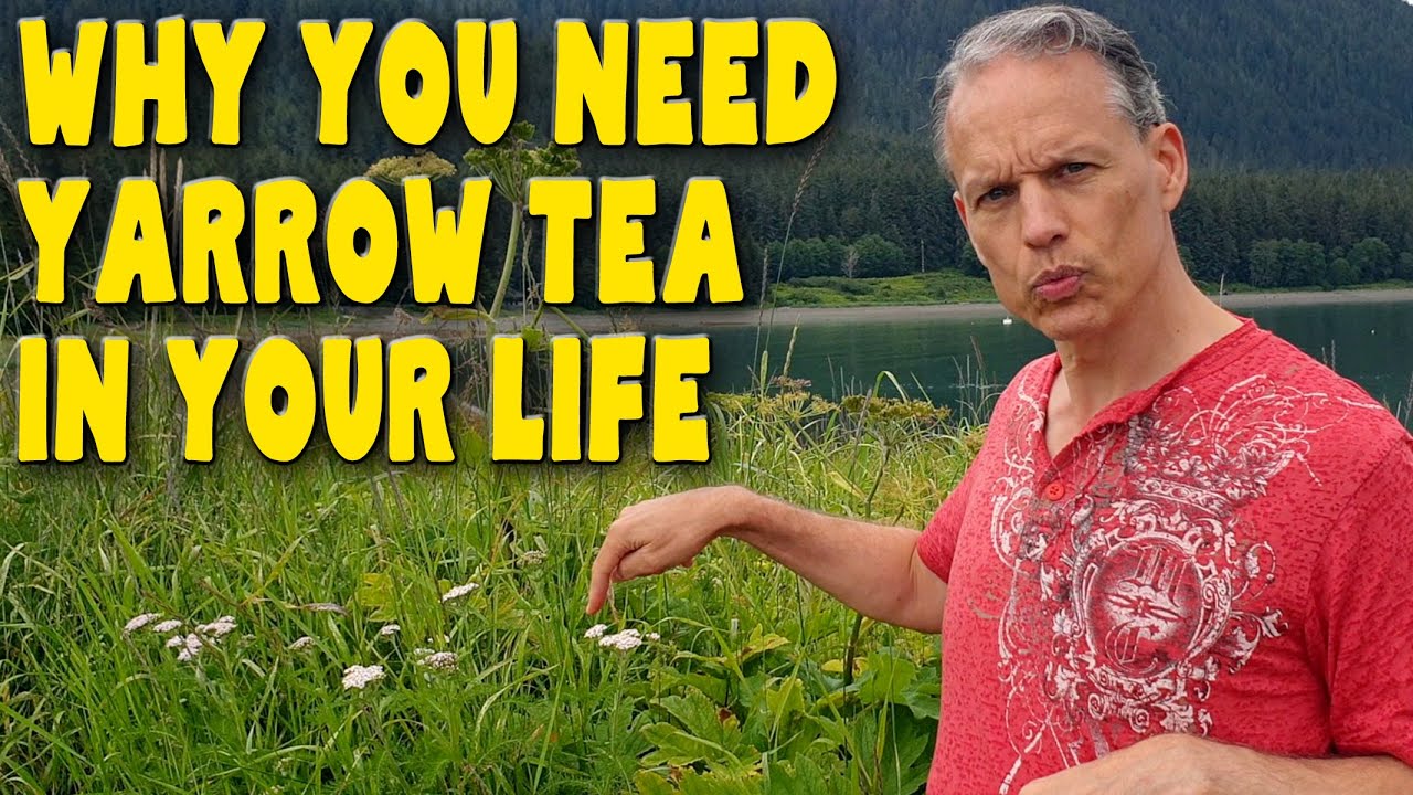 8 Reasons you need YARROW TEA in your life - Benefits of Achillea Millefolium