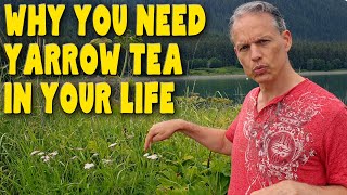 8 Reasons you need YARROW TEA in your life  Benefits of Achillea Millefolium