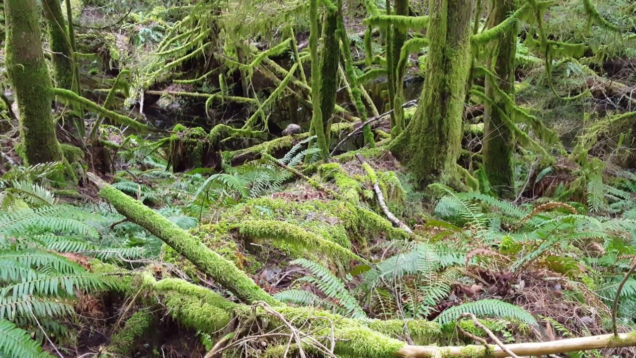 Barred owl eats frog YouTube