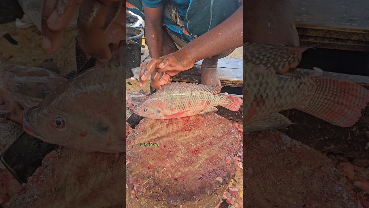 How To Cut A Big Tilapia Fish Cutting | So Smooth 😱
