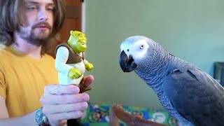 Return of Shrek | Live with Apollo the Talking Parrot