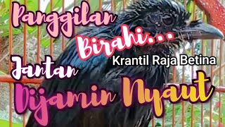 Suara Panggilan Birahi Burung Srigunting Krantil Batu Raja Betina