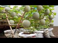 Do you like to eat cantaloupe? Grow this way, you won&#39;t have to buy melons at the market anymore