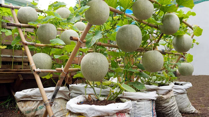 Do you like to eat cantaloupe? Grow this way, you won't have to buy melons at the market anymore - DayDayNews