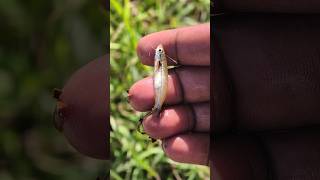 Would You Save Him Too?