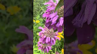 See🦋 lightning bugs hummingbird & 🐝 again #gardens #nature #nativeplants #pollinators #flowers