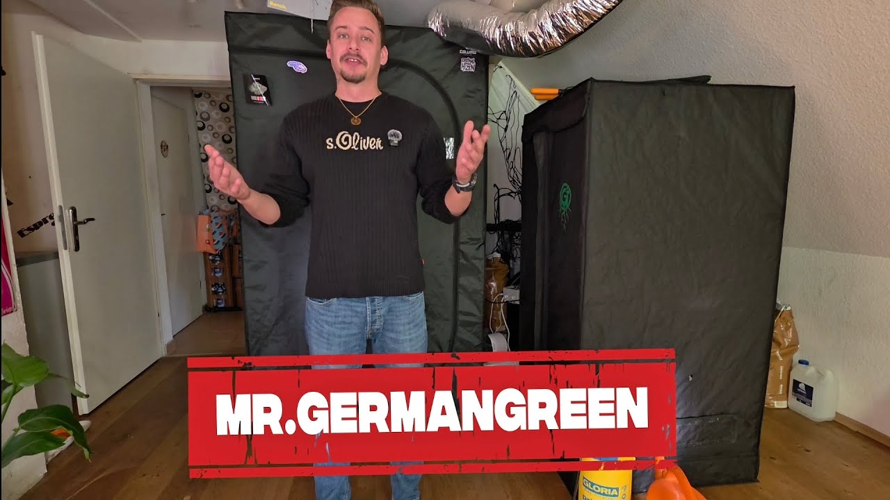 It's harvest day (finally)🤩🍃 California Sour Diesel by Humboldt seeds is the first one 😁