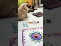 Happy diwali.. #diwali #dog #celebration #shorts #ytshorts
