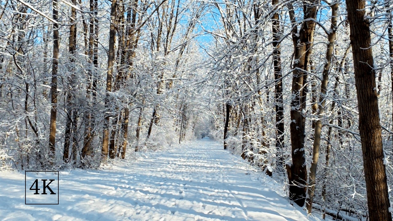 Walking on Deep Snow - Crunchy Snow Sounds in a Connecticut Winter Wonderland, 4K