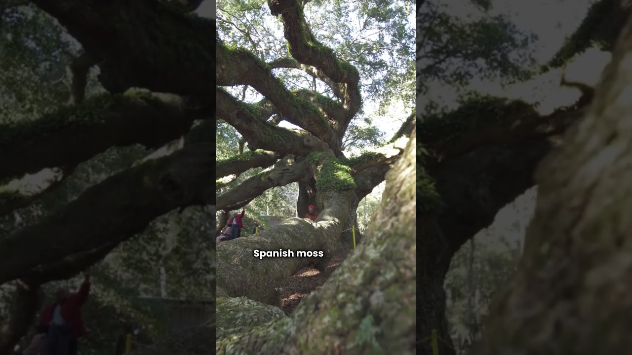 The 400-Year-Old Tree That’s Still Growing — Angel Oak, Charleston