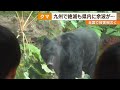 【クマ】九州で絶滅も県内に余波が・・・九州・鹿児島に現れる可能性は？ News+おやっと！特集(12月2日(火)放送)