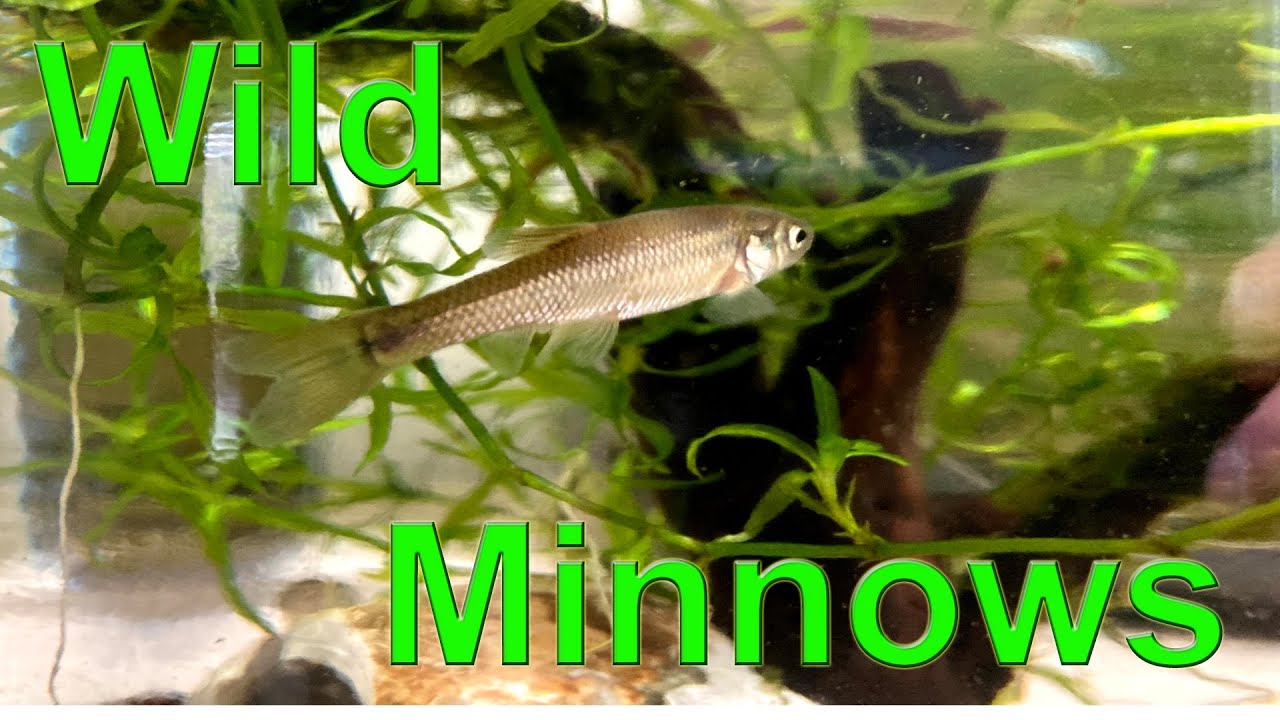 Are Minnows Just Baby Fish?