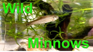 Wild Minnows Fish in Aquarium