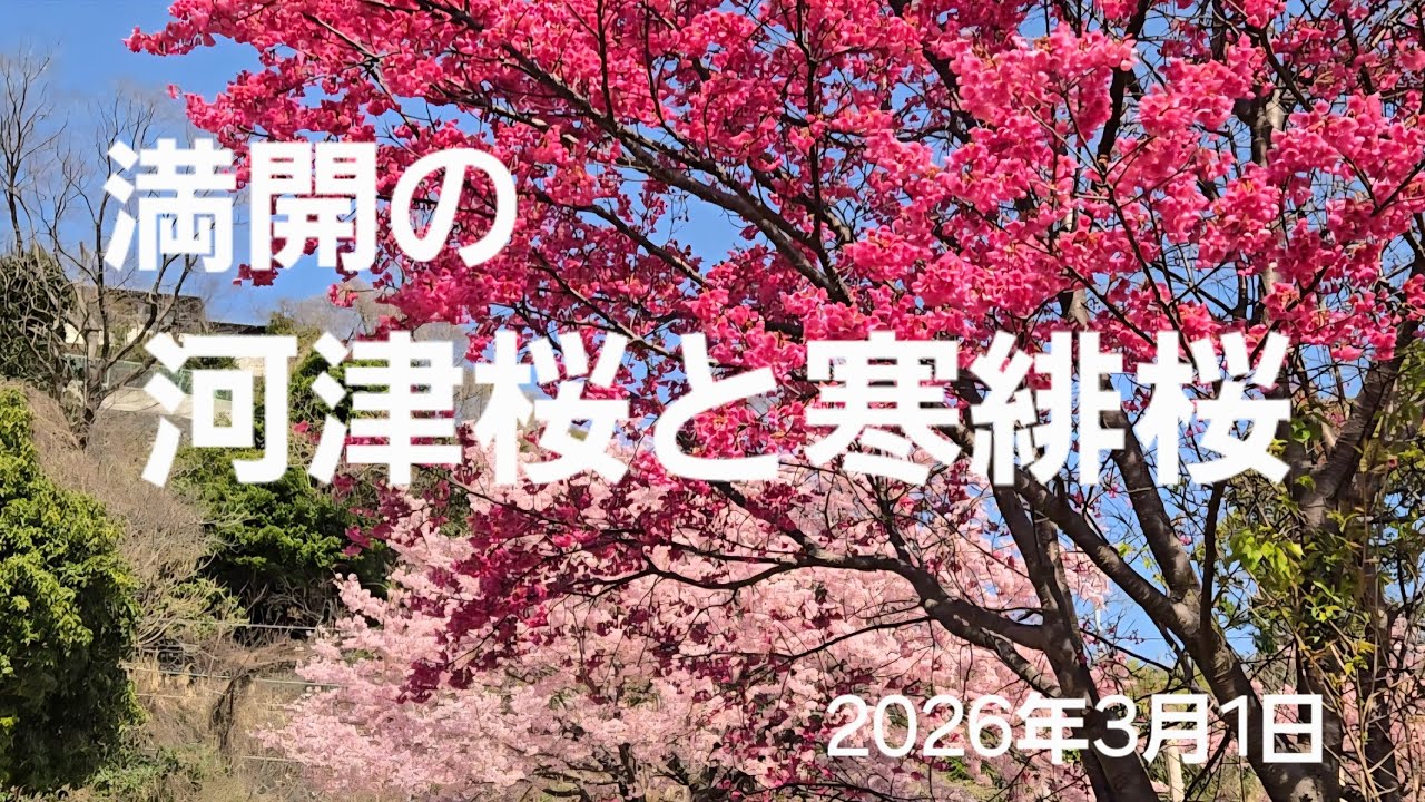 桃色と紅のコラボが美しい 河津桜と寒緋桜(2026年3月1日)【ムービー編】