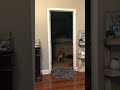 Disappearing Dog Trick w/ Blanket! My dog was very unsure.