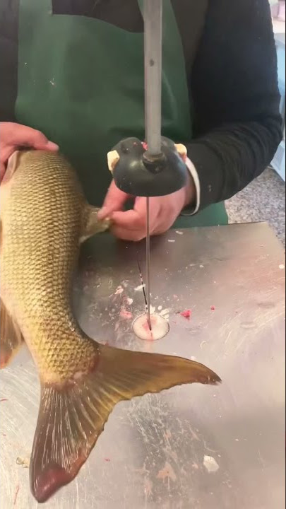 Pesce Barbo  Pescato￼ fiume oglio