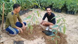 طريقة زراعة المانجو 🥭 | الفرق بين السكري العادي و الملش | جديد علي مانجو العرب 🥭