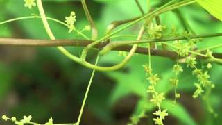 صورة نباتية - اليام البري (Dioscorea villosa)