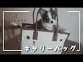 CITY DOGのキャリーバッグを購入！！【ジュノとシャルロッテ】