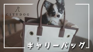 CITY DOGのキャリーバッグを購入！！【ジュノとシャルロッテ】