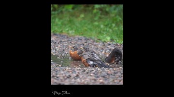 Robins Splashing in the Rain #robin  #birdwatching