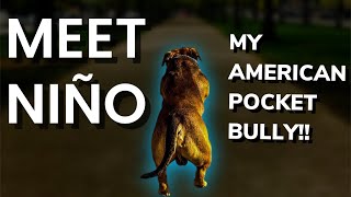 WELCOMING BACK MY AMERICAN POCKET BULLY NIÑO by The bully scientist 336 views 6 months ago 9 minutes, 35 seconds