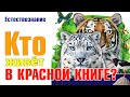 Естествознание. Кто живёт в Красной книге? Багинская С. В.