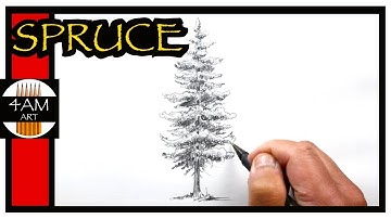 How to Draw a Spruce Tree