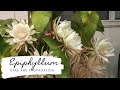 Epiphyllum care and propagation