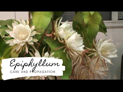 Epiphyllum Care And Propagation!!
