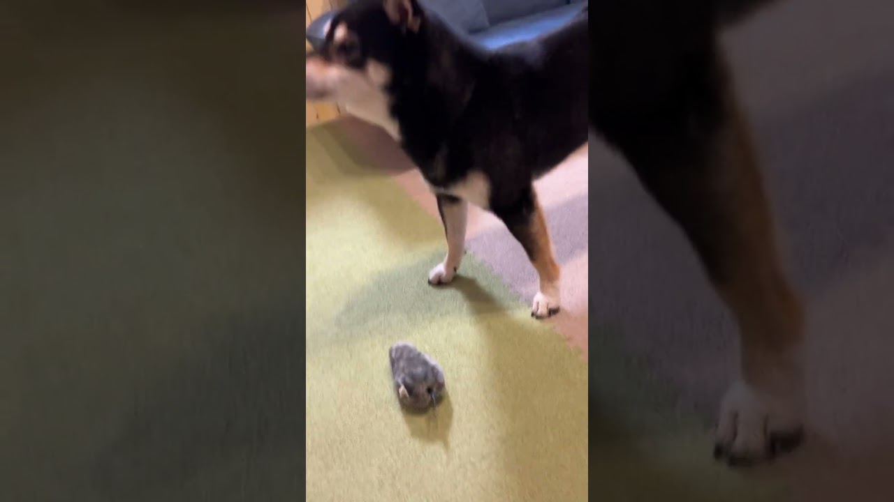 Shiba Inu scared of a mouse toy - YouTube