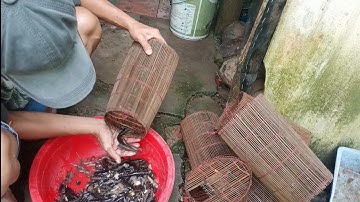 Đặt lợp  bằng mồi ốc bươu vàng mình ủ bữa nay trúng mánh cá bống dừa | Ni NGUYỄN TV #306