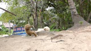 Gibbon Vs. Dog fight