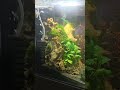 Mein Schnecken und Zwergkrabbenbecken nach 8 Wochen #aquaristik #aquarium #aquascapelowtech
