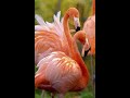 FLAMINGO AMAZING FACTS | ANIMAL PLANET FACTS