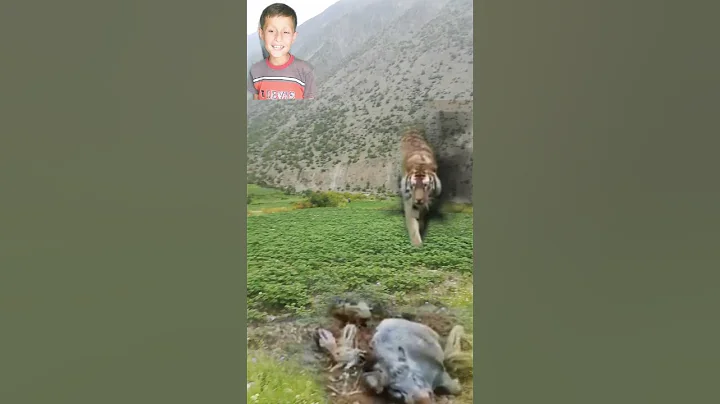 Tiger And Wild Boar Interesting Video