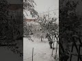 Sa bukur kur bie borë