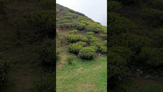 Darjeeling Tea Estate ,Gopaldhara