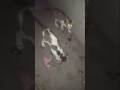 cats shinning eyes||Punjabi Heer Vlogs||