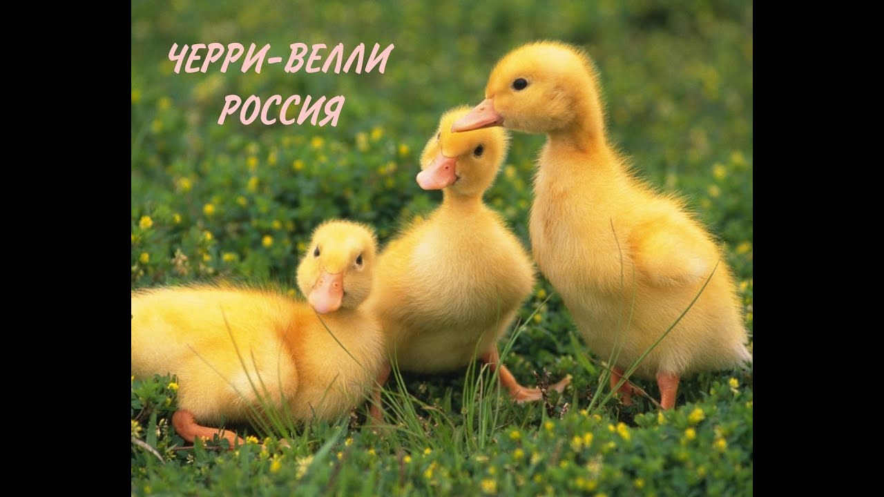 Утка чери вели