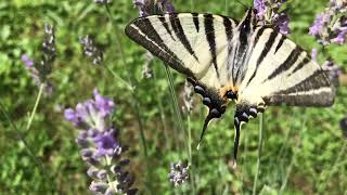 Uncovering the Rare Beauty of the Butterfly Scarce Swallowtail! Papillion