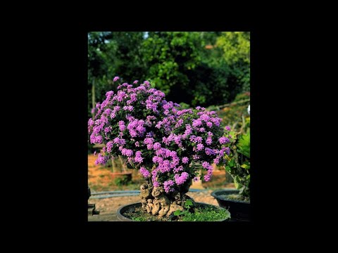 Video Phôi hoa ngũ sắc, hồng rừng. Zalo 0981291255 - youtube