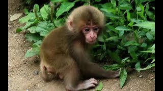 Baby monkey crying, cuz loses sight of mom