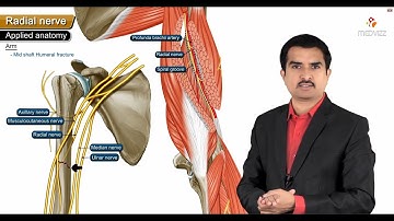 Radial nerve Anatomy Animation: Course, Innervation, Saturday night palsy, Wartenberg’s syndrome