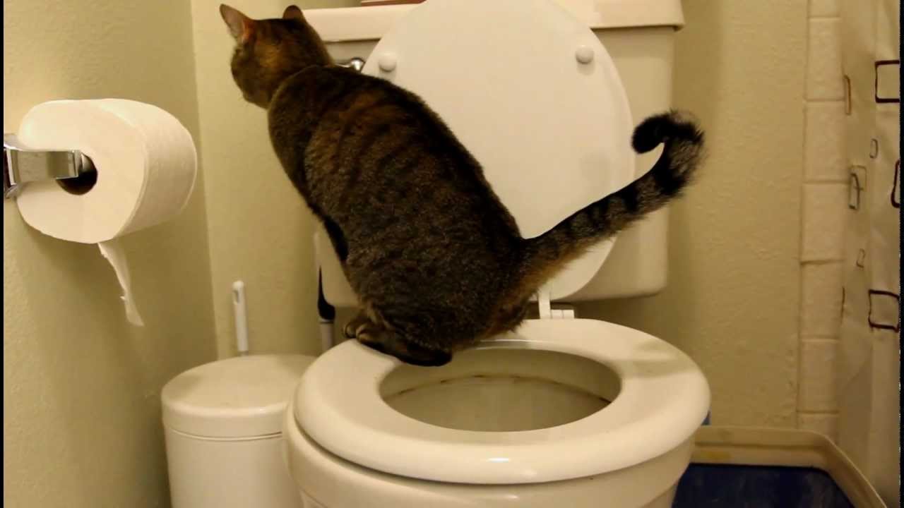 Kali Cat Demonstrates Proper Squatting Technique On Toilet YouTube