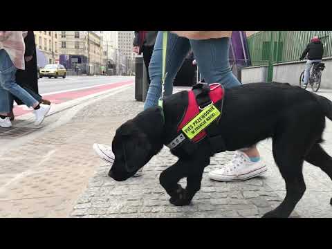 Wideo: Dzień Ukończenia Szkoły Przez Psa Przewodnika