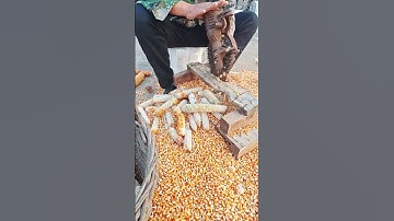 a simple tool for removing corn kernels easily and quickly #satisfying #shorts