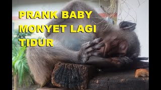 PRANK ANAK MONYET TIDUR. DENGER SUARA PEMANGSA