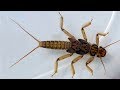 Личинка Веснянки "Сибирский Лов" на Хариуса и Ленка. Stonefly Nymph