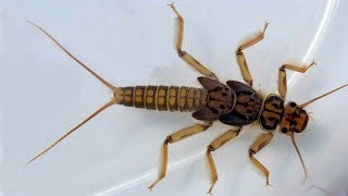 :   " "    . Stonefly Nymph